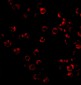TRIM25 Antibody